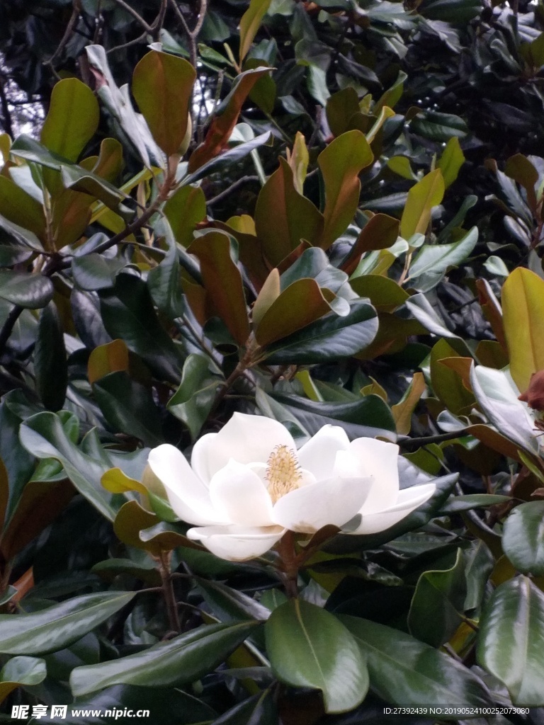 广玉兰花朵