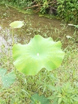 莲叶露珠