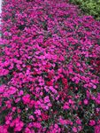石竹花海