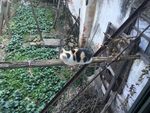 一只孤独的猫