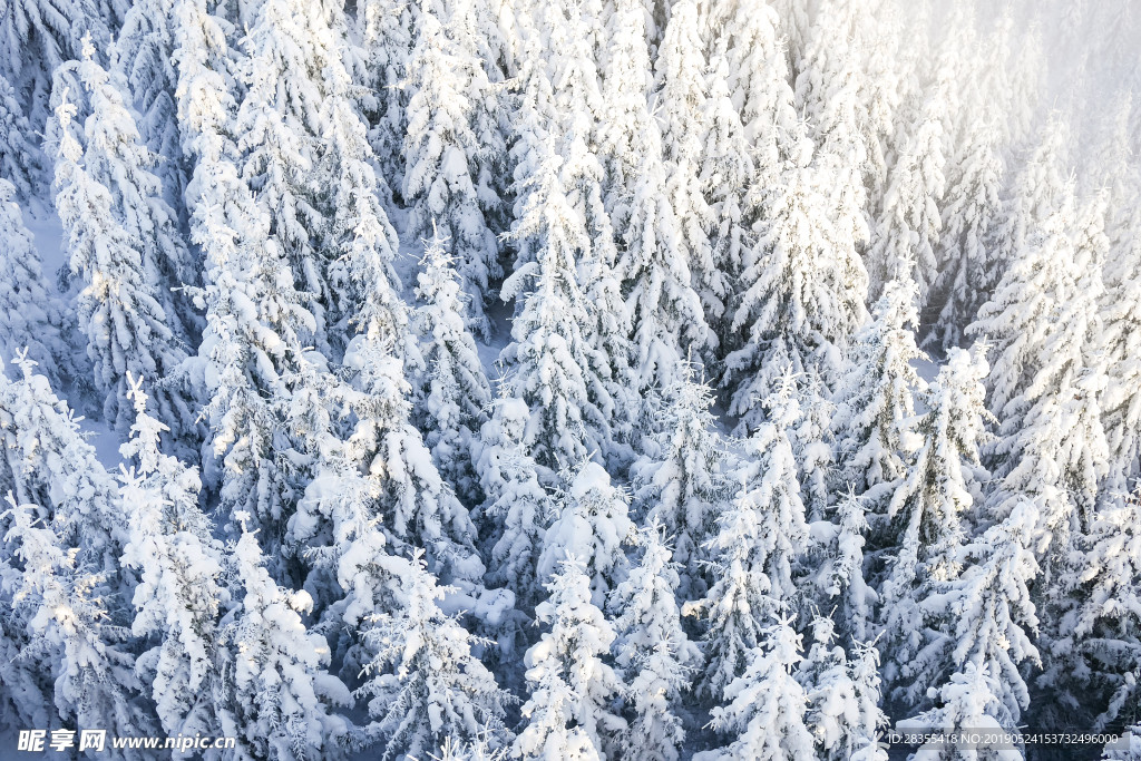 雪下森林