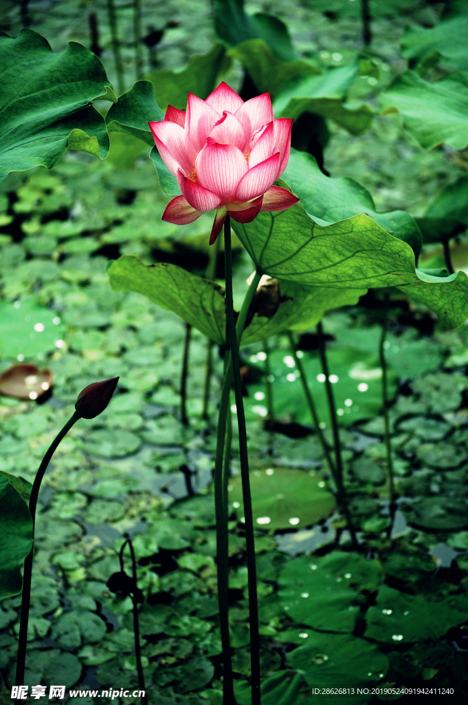 夏荷