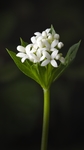 花花