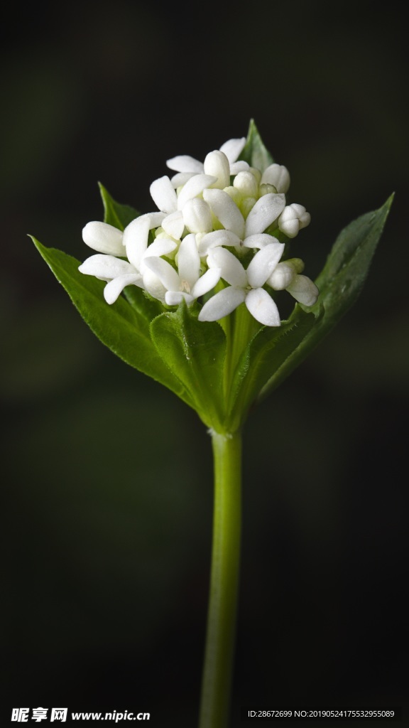 花花