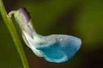 蚕豆花