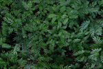 植物贴图