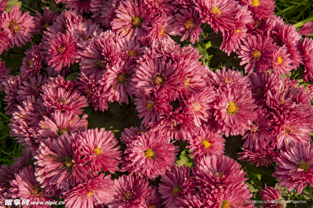 菊花