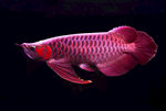 气质红龙鱼