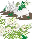 兔子  花草