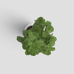 绿叶植物盆栽