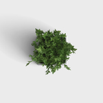 绿叶植物盆栽