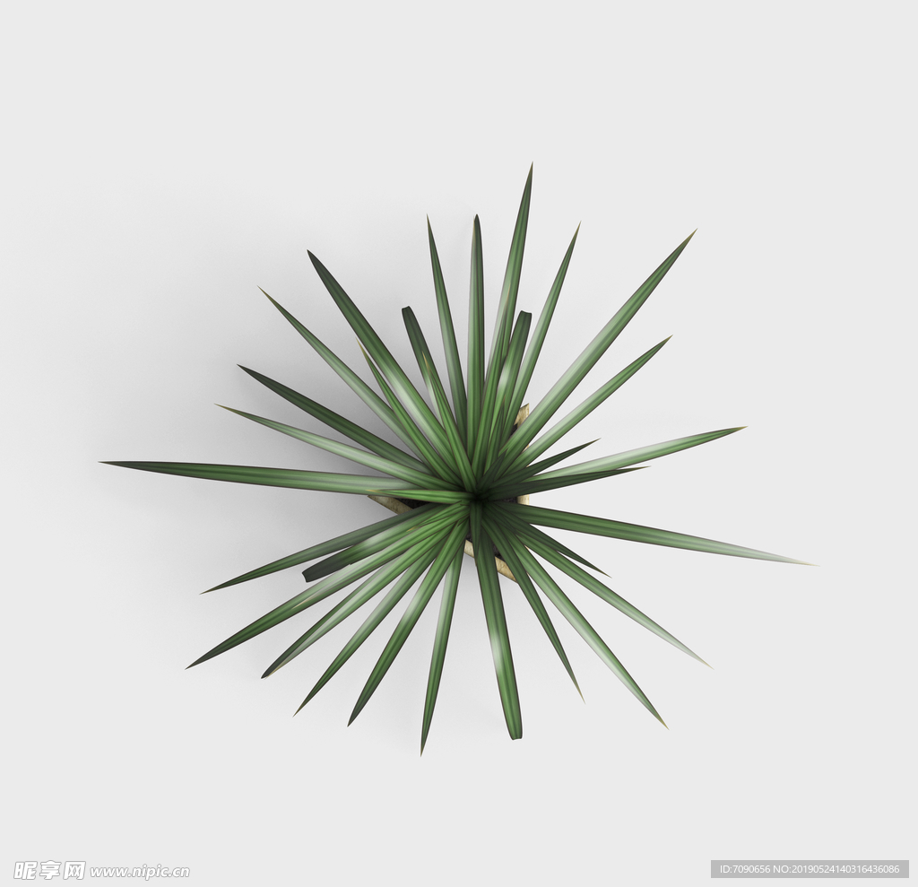 绿叶植物盆栽