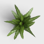 绿叶植物盆栽