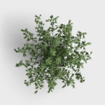 绿叶植物盆栽