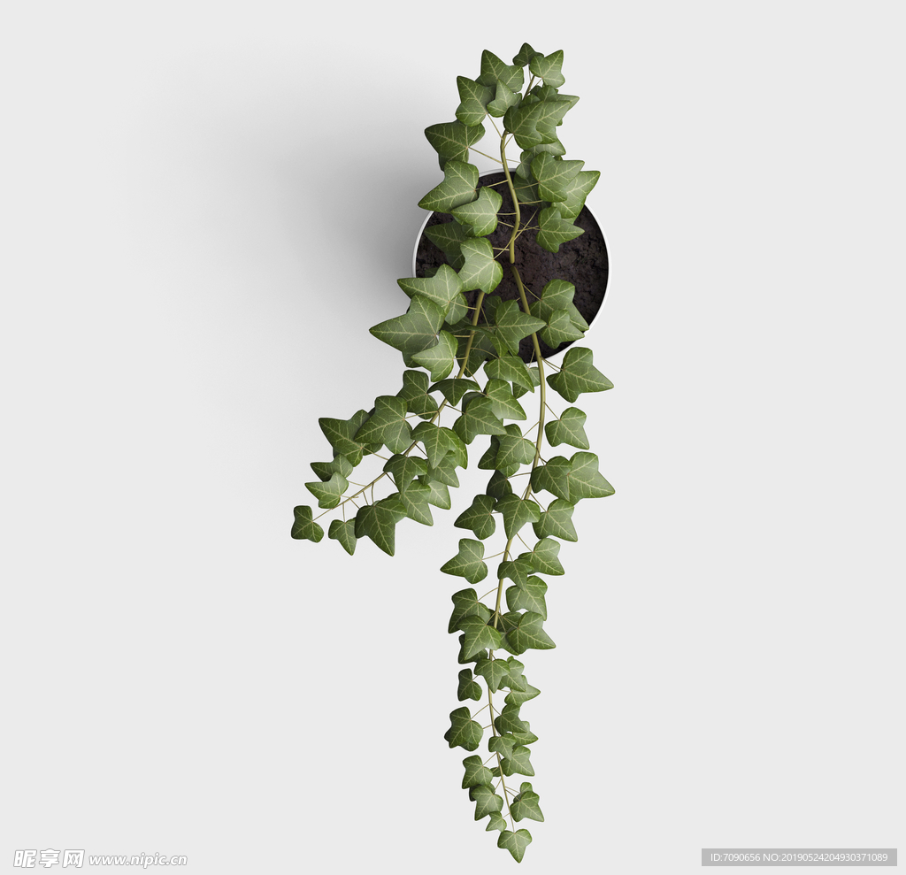 绿叶植物盆栽