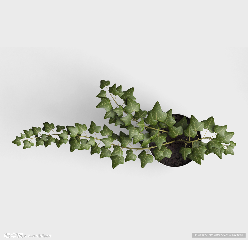 绿叶植物盆栽