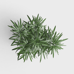 绿叶植物盆栽