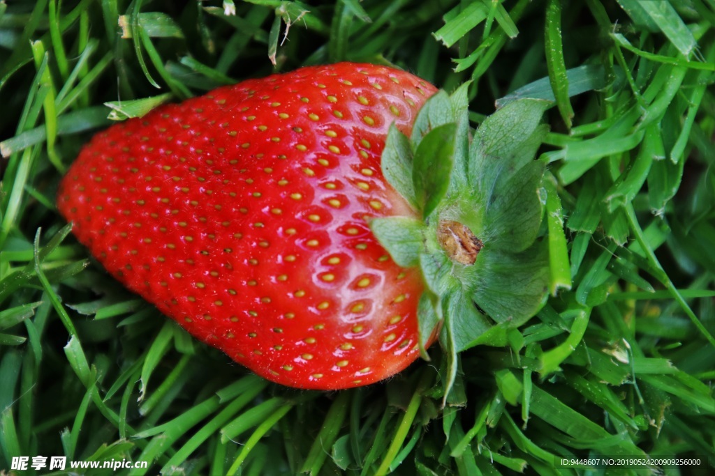 一颗鲜红草莓特写图片