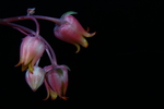 吉娃娃花