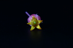 东云花
