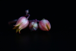 吉娃娃花