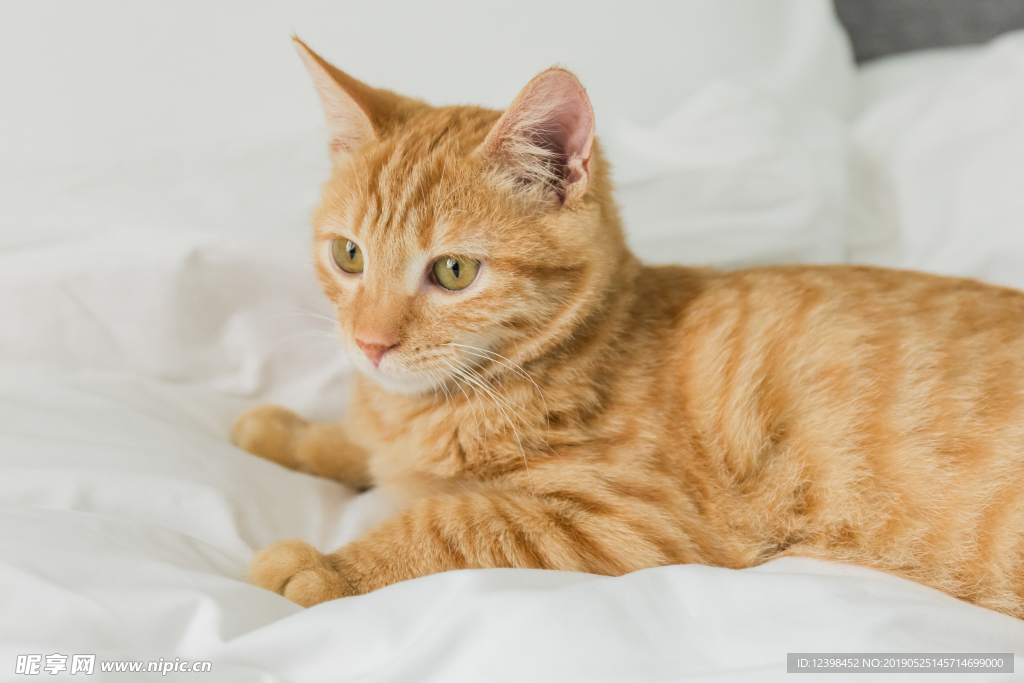 橘猫