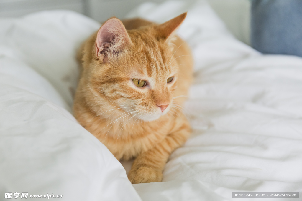 橘猫