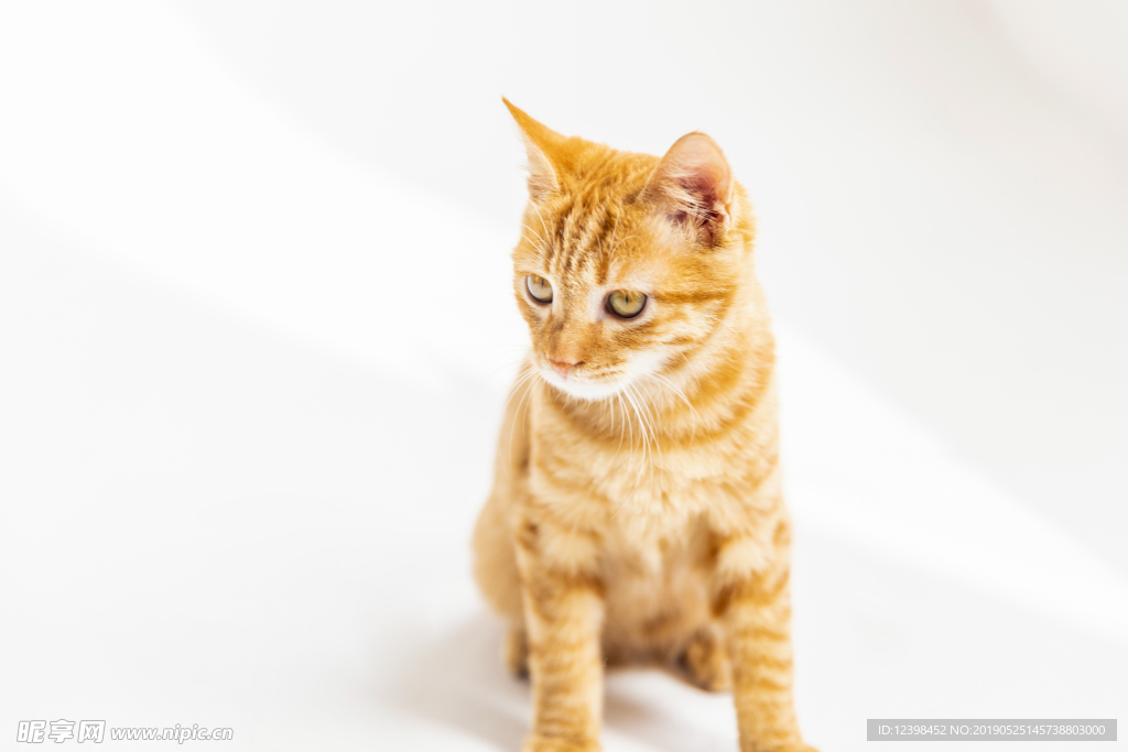 橘猫