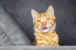 橘猫