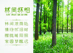 林间怀旧