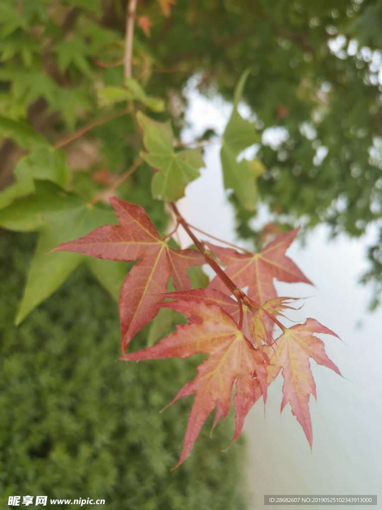 红枫叶