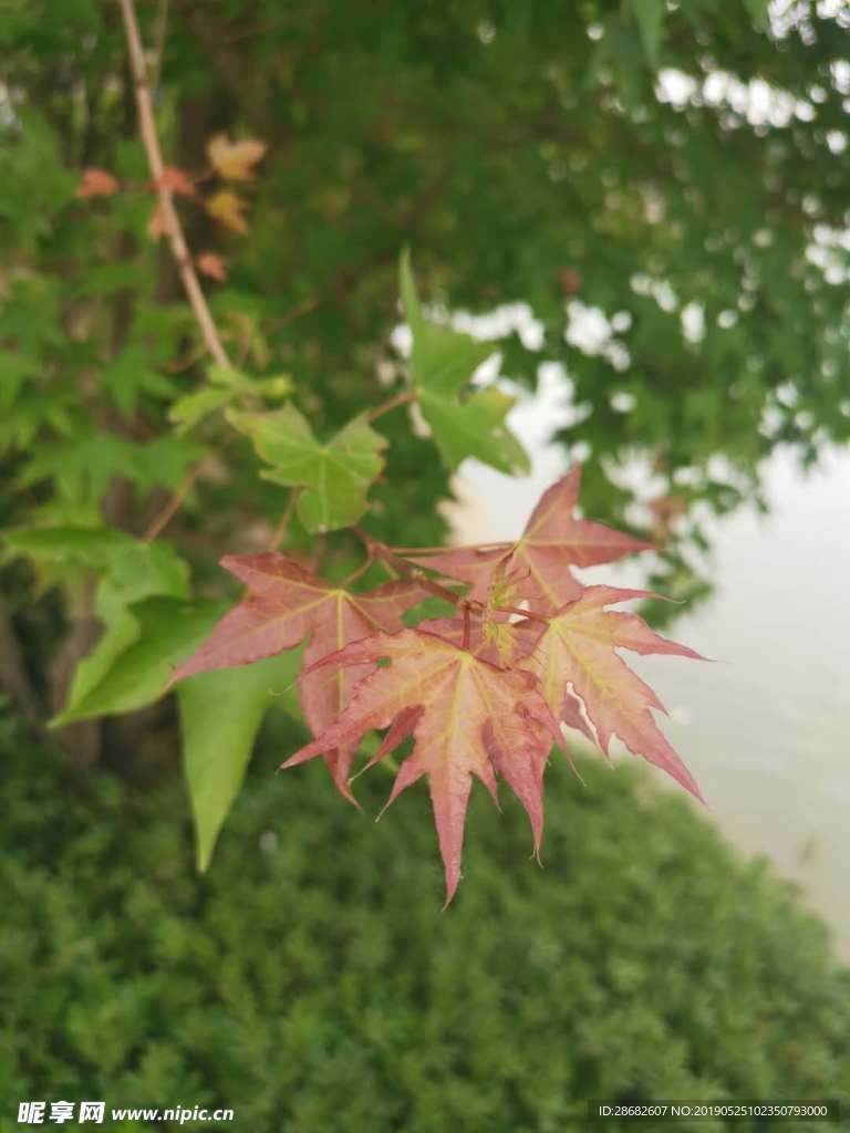 红枫叶