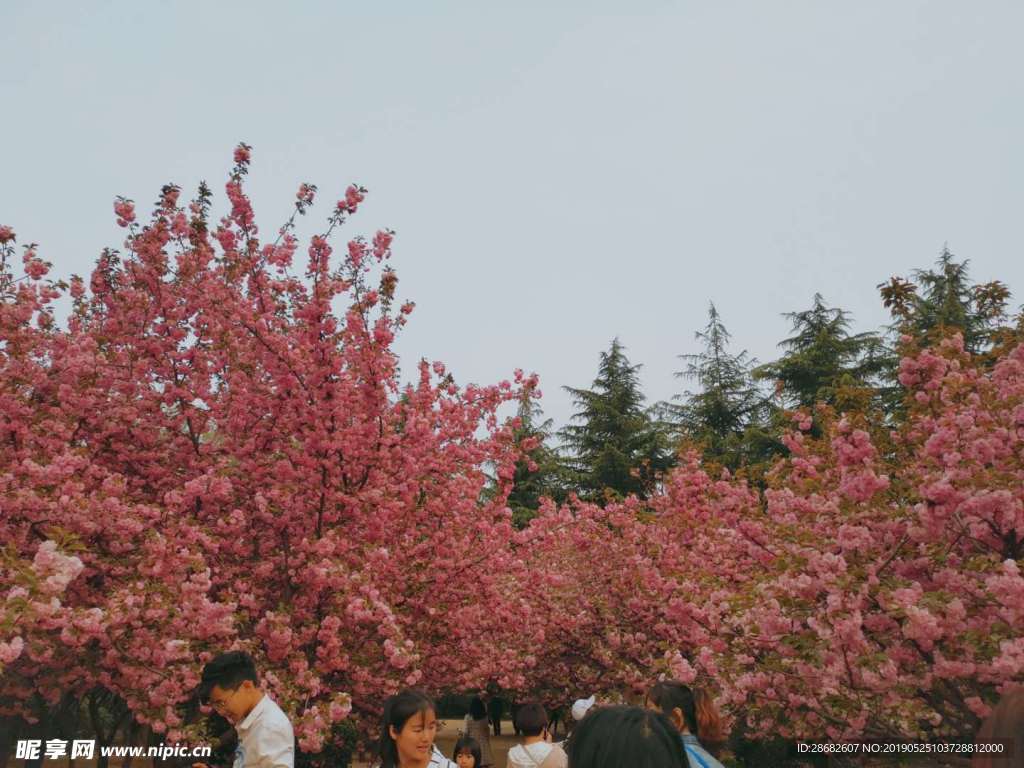 樱花