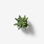 绿叶植物盆栽