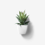 绿叶植物盆栽
