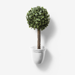 绿叶植物盆栽
