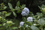八仙花