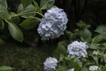 八仙花