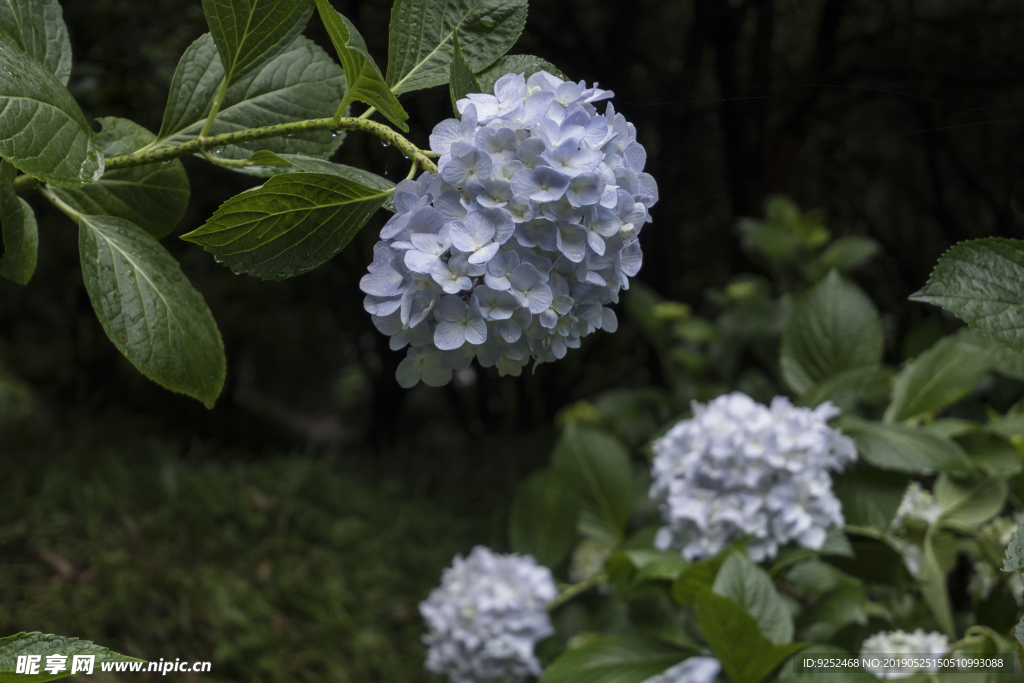 八仙花