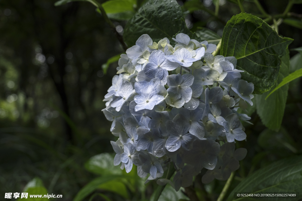 绣球花