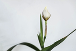 鸢尾花