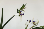 鸢尾花