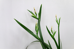 鸢尾花