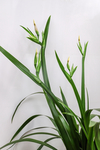 巴西鸢尾花
