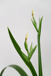 鸢尾花蕾