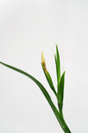 鸢尾花蕾