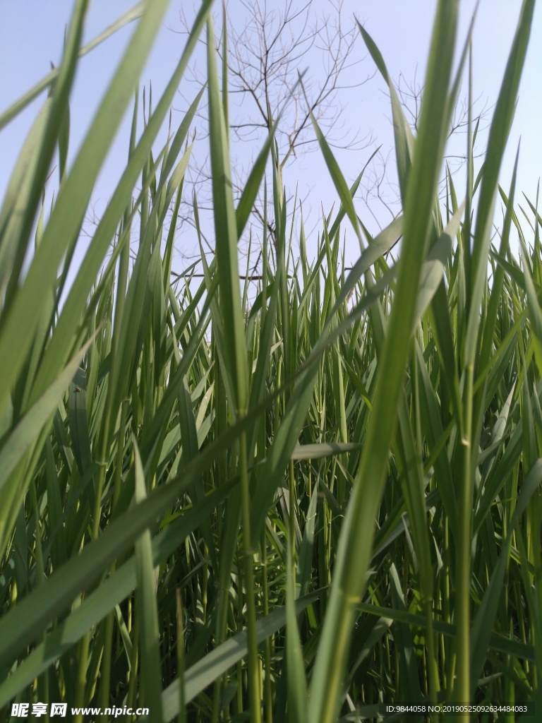 稻草