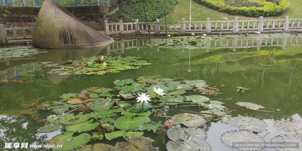 荷塘风景