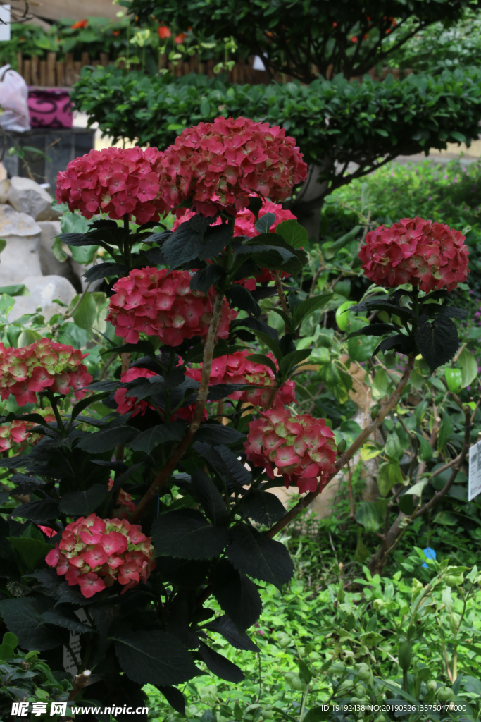 八仙花