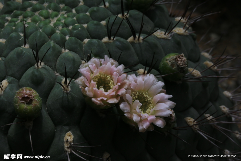 仙人球花